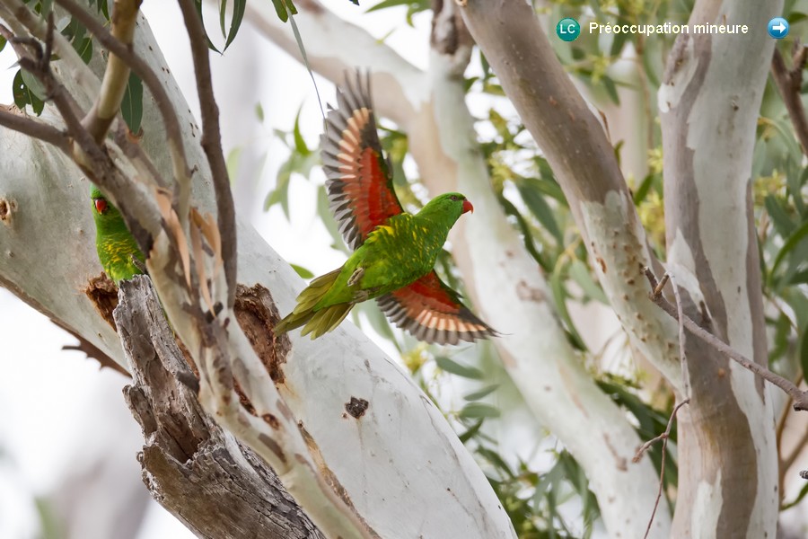 Trichoglossus chlorolepidotus