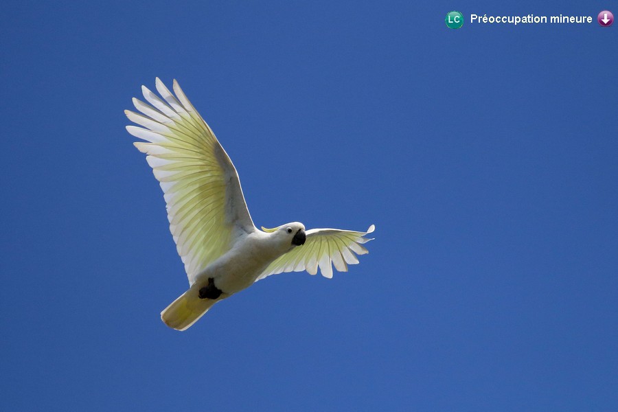 Cacatua galerita