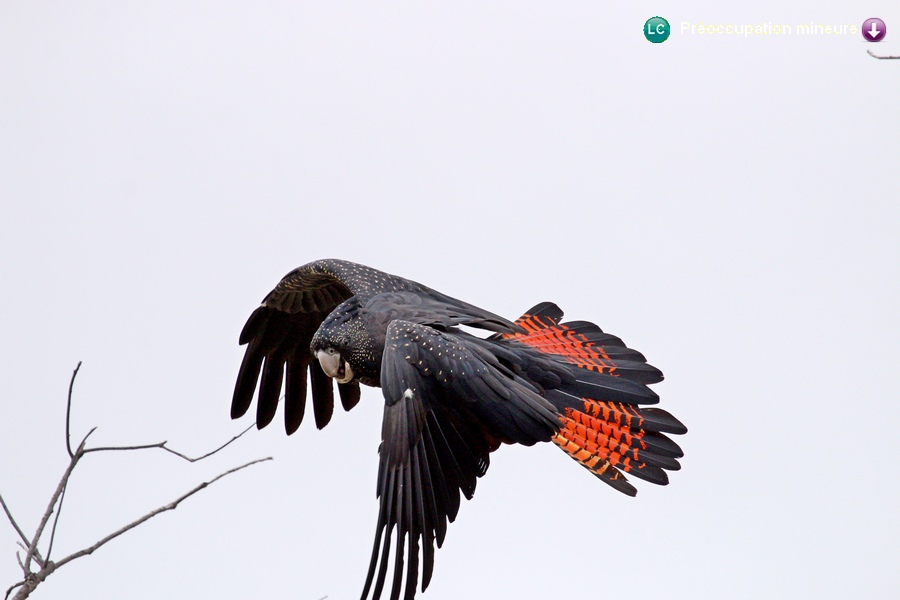 Calyptorhynchus banksii