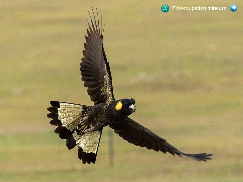 Calyptorhynchus funereus funereus