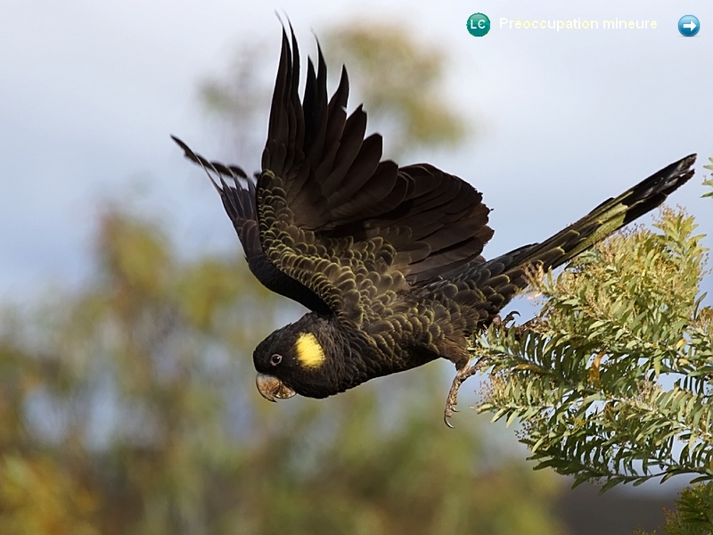 Calyptorhynchus funereus funereus