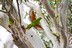 Trichoglossus chlorolepidotus