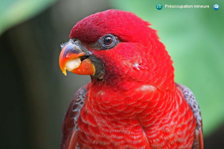 Pseudeos cardinalis