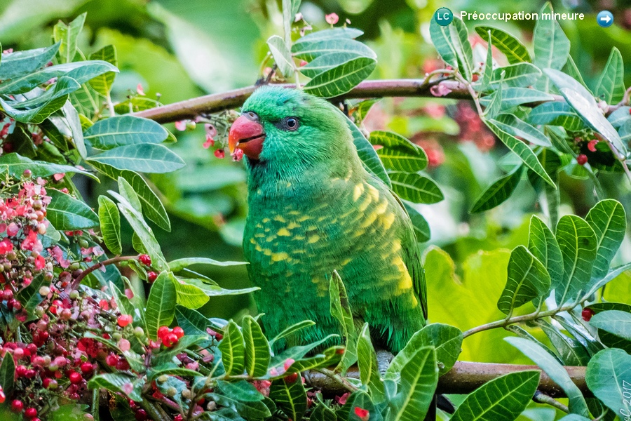 Trichoglossus chlorolepidotus