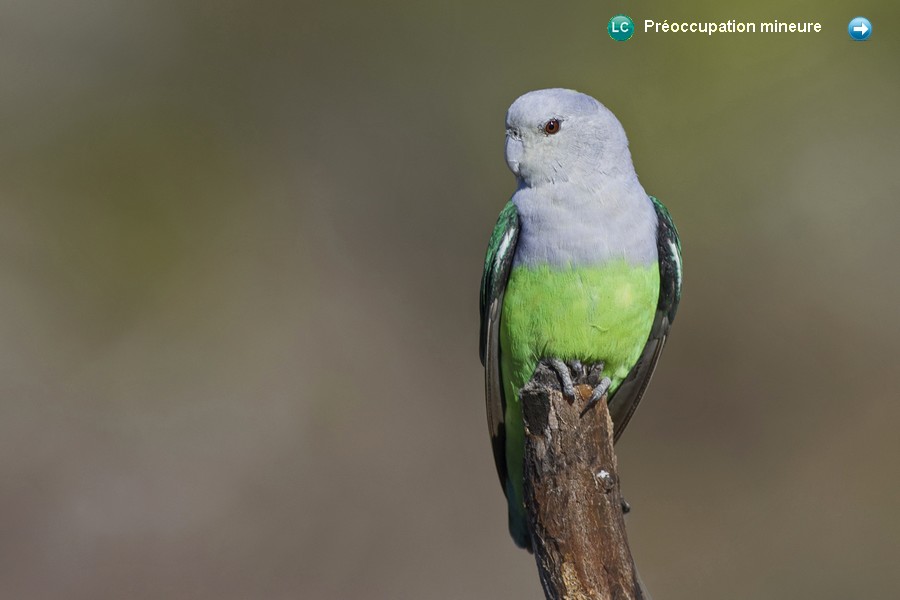 Agapornis canus ♂