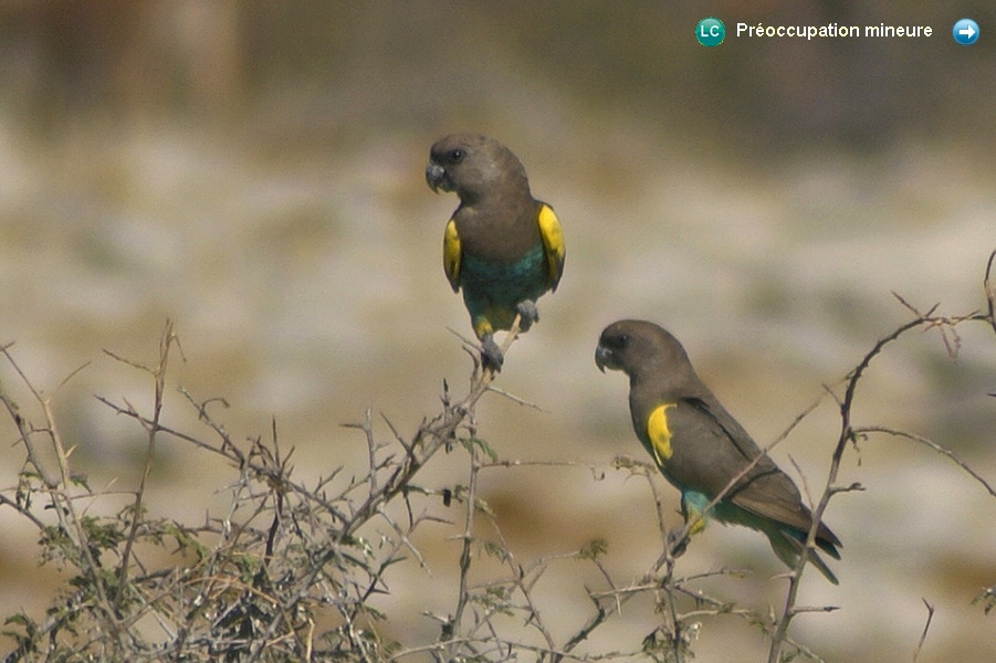 Poicephalus meyeri damarensis