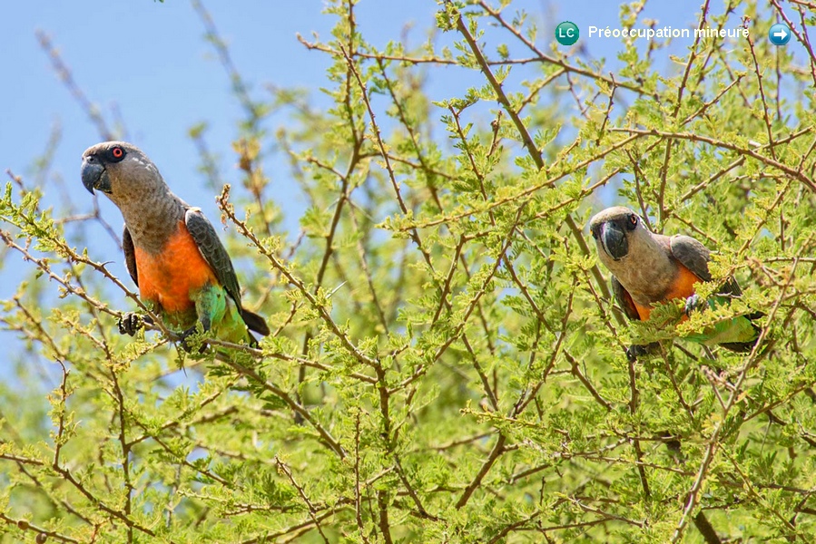 Poicephalus rufiventris ♂