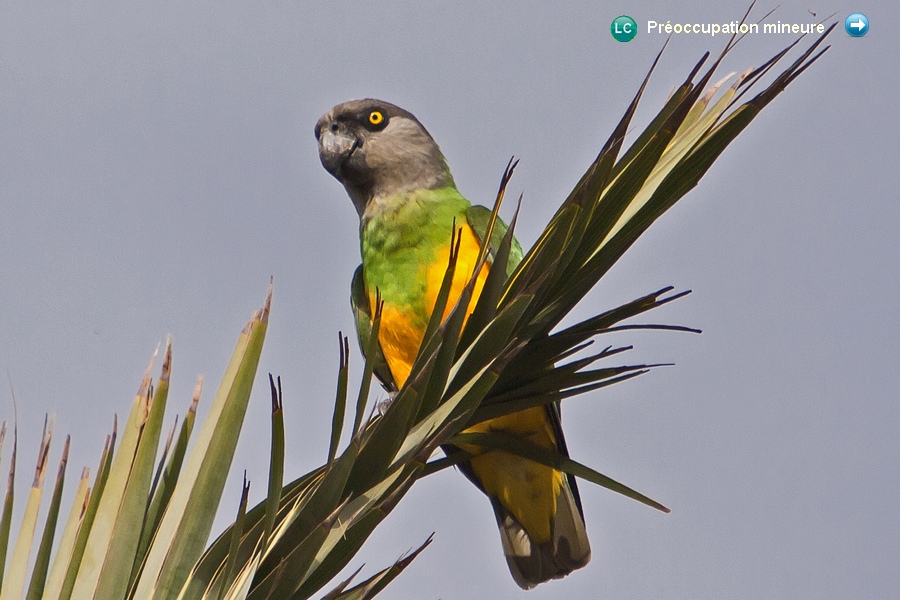 Poicephalus senegalus versteri