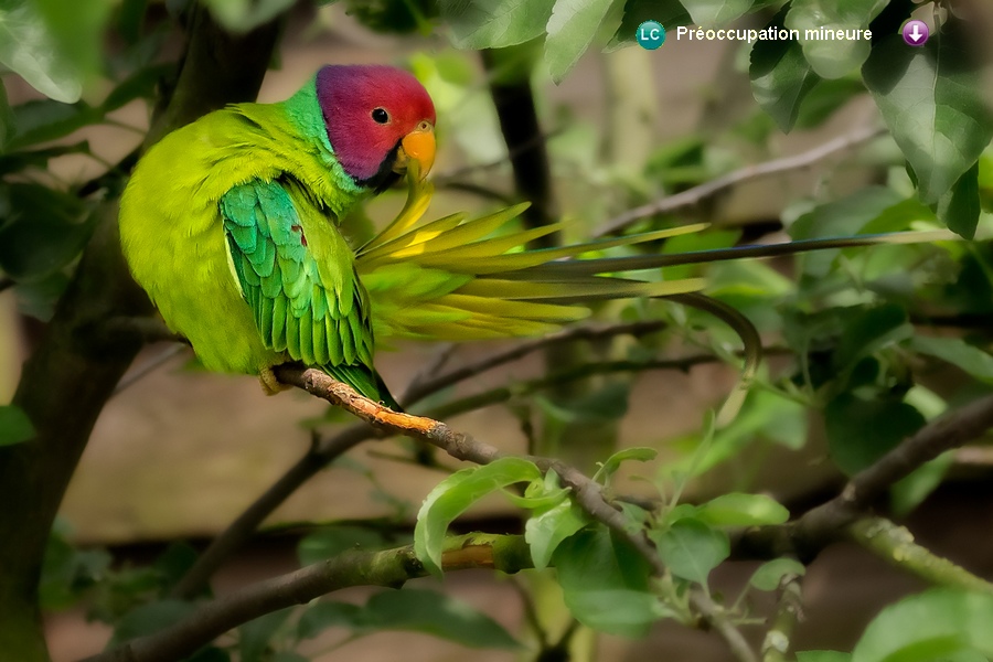 Psittacula cyanocephala ♂