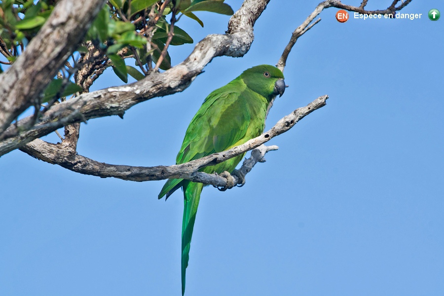 Psittacula eques ♀