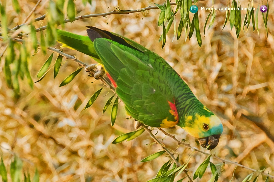 Amazona aestiva xanthopteryx