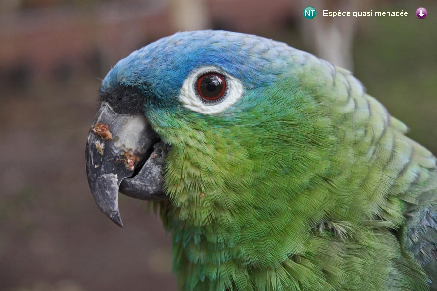 Amazona guatemalae guatemalae