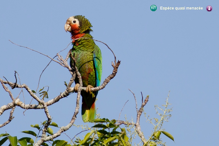 Amazona leucocephala leucocephala