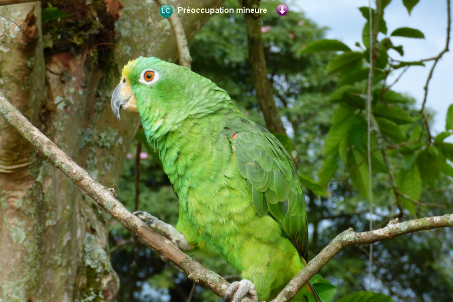 Amazona ochrocephala ochrocephala