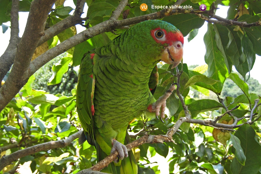 Amazona pretrei