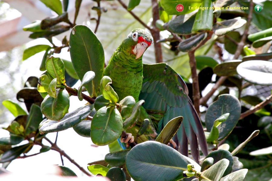 Amazona vittata