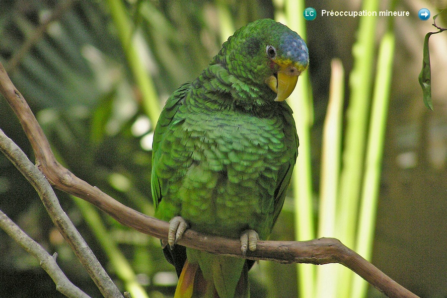 Amazona xantholora