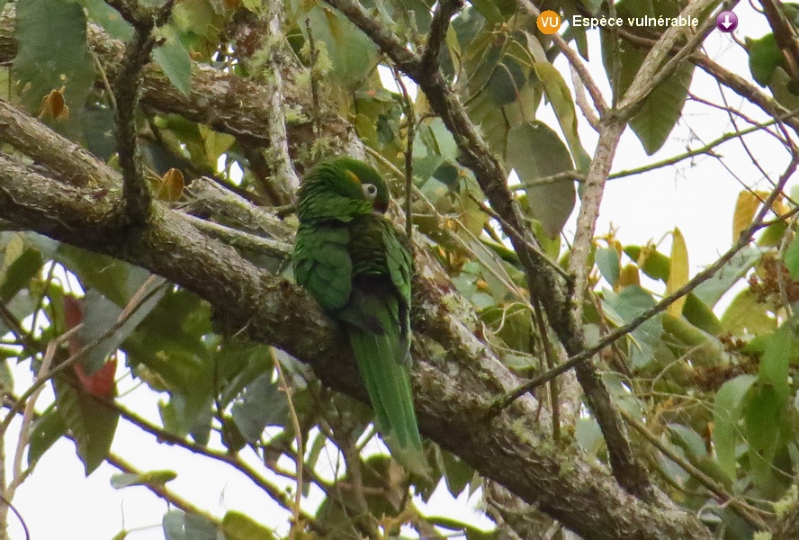 Leptosittaca branickii