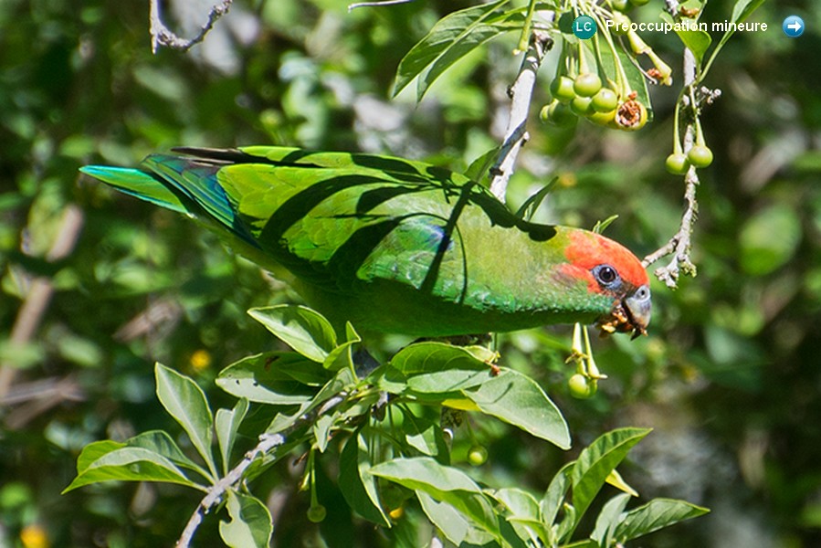 Pionopsitta pileata ♂