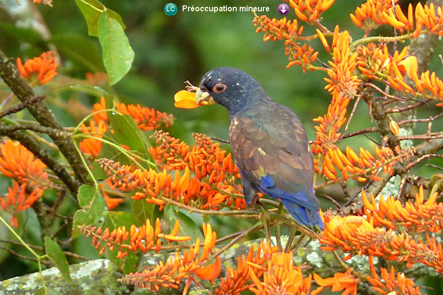 Pionus chalcopterus