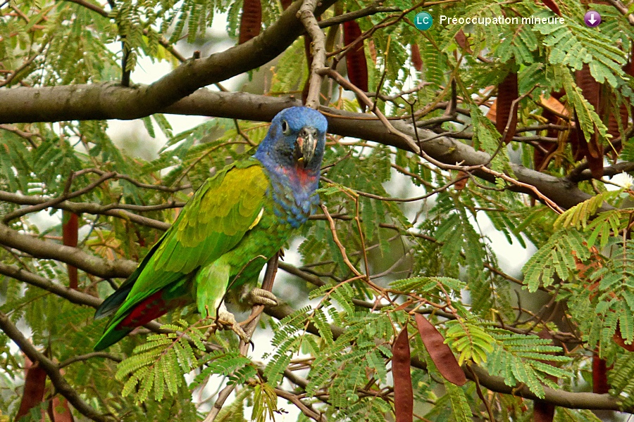 Pionus menstruus