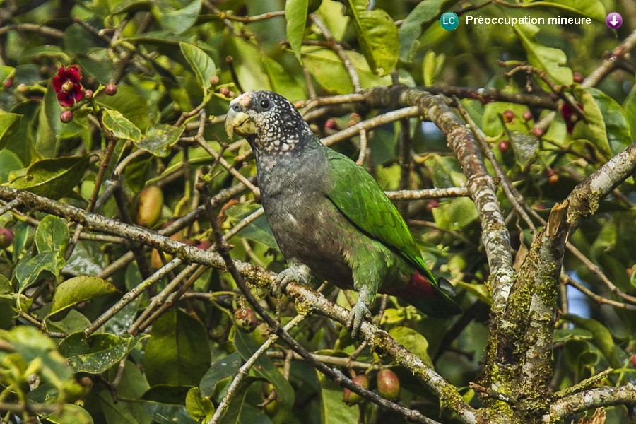 Pionus tumultuosus