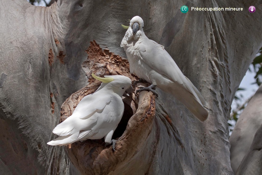 Cacatua galerita