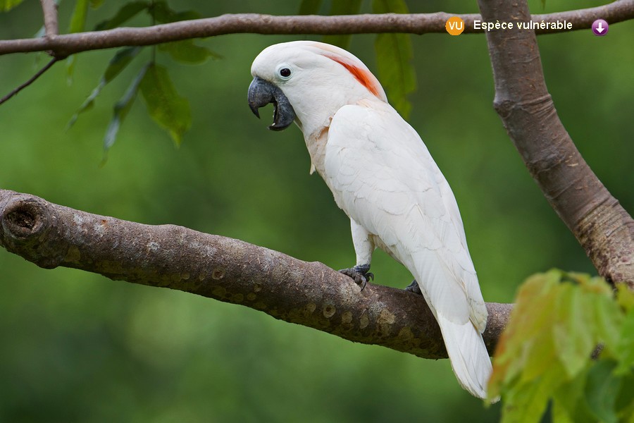 Cacatua moluccensis