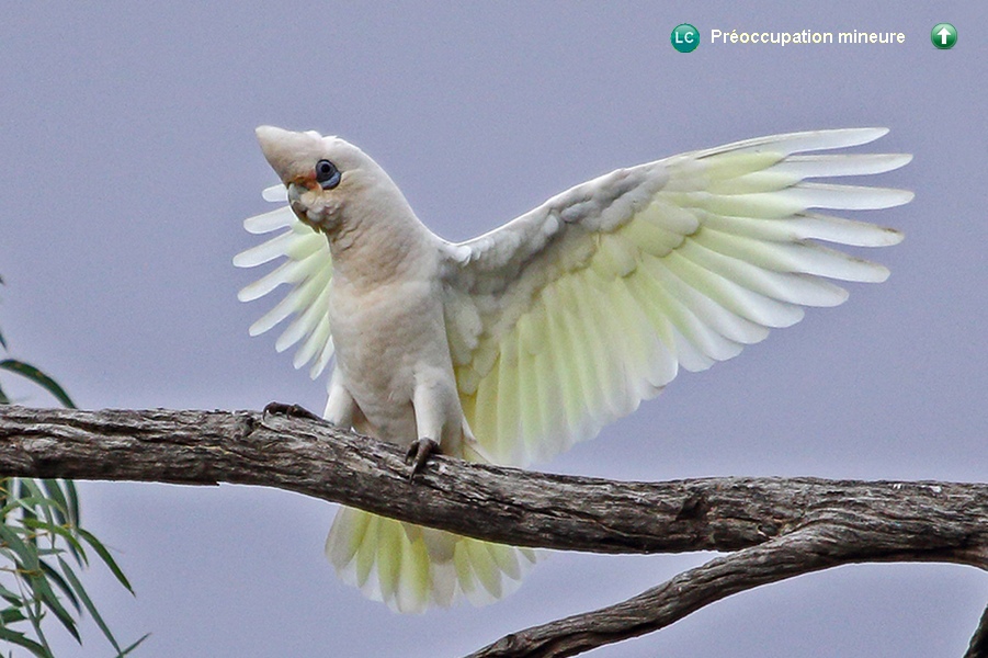 Cacatua sanguinea