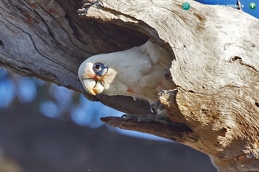 Cacatua sanguinea