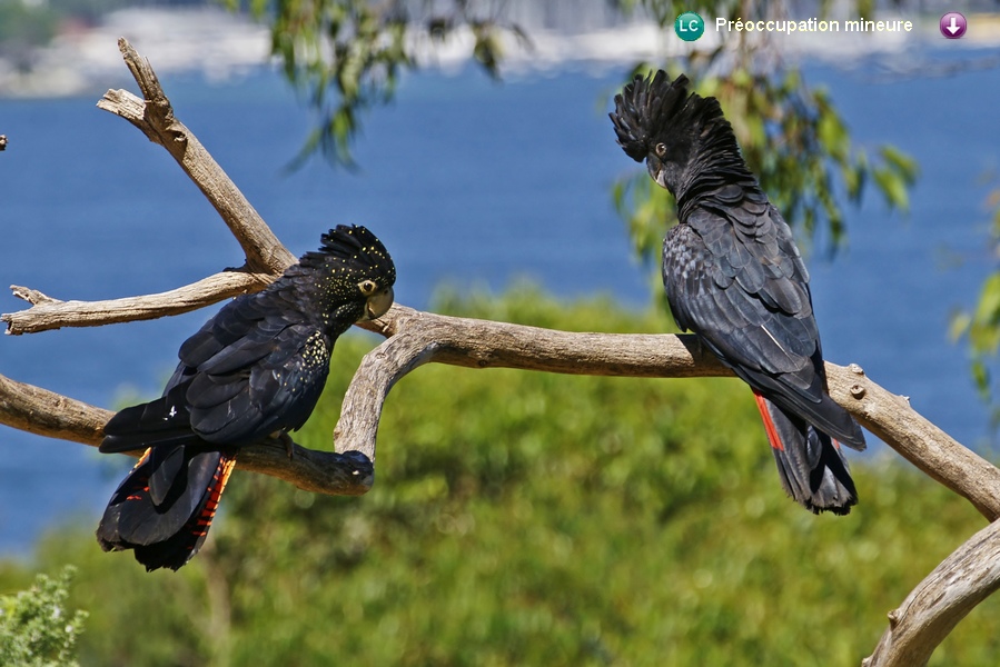 Calyptorhynchus banksii