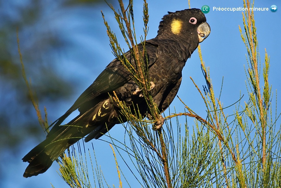 Calyptorhynchus funereus ♂