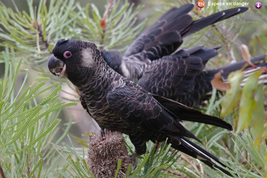 Calyptorhynchus larirostris