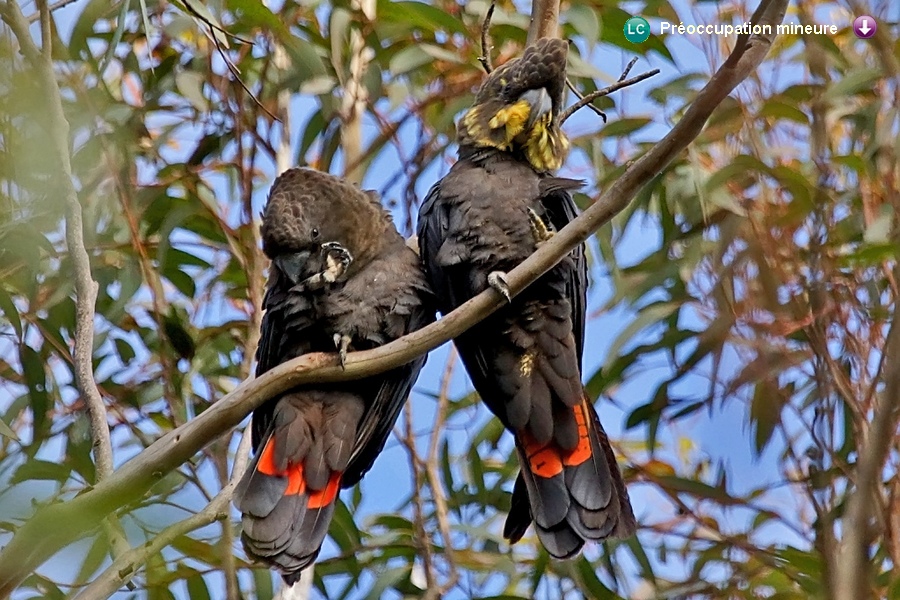 Calyptorhynchus lathami