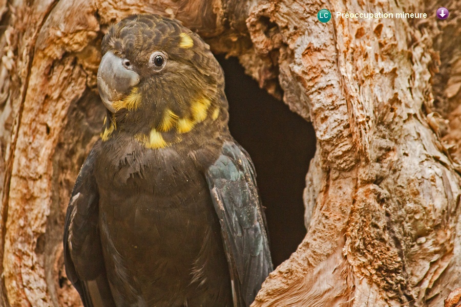 Calyptorhynchus lathami ♀