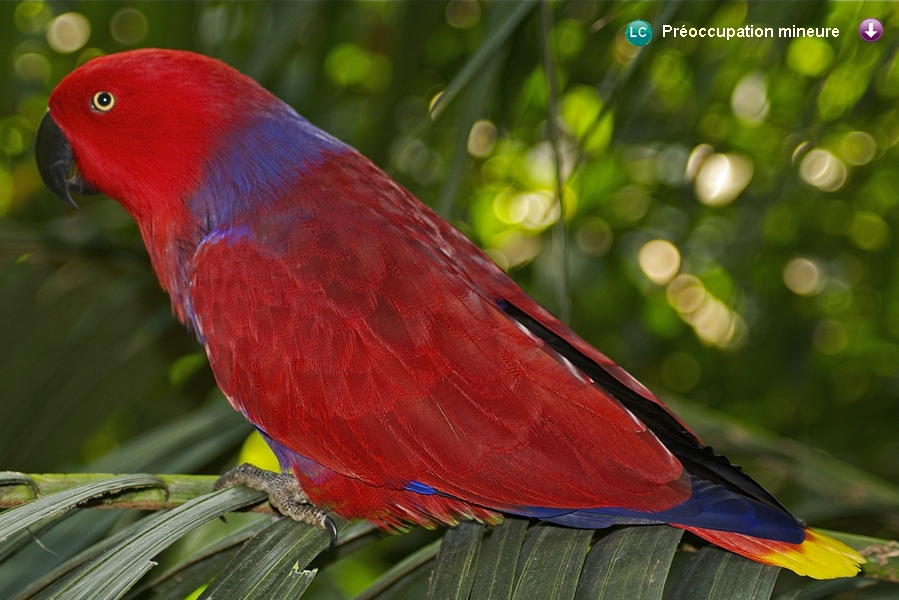 Eclectus roratus vosmaeri ♀