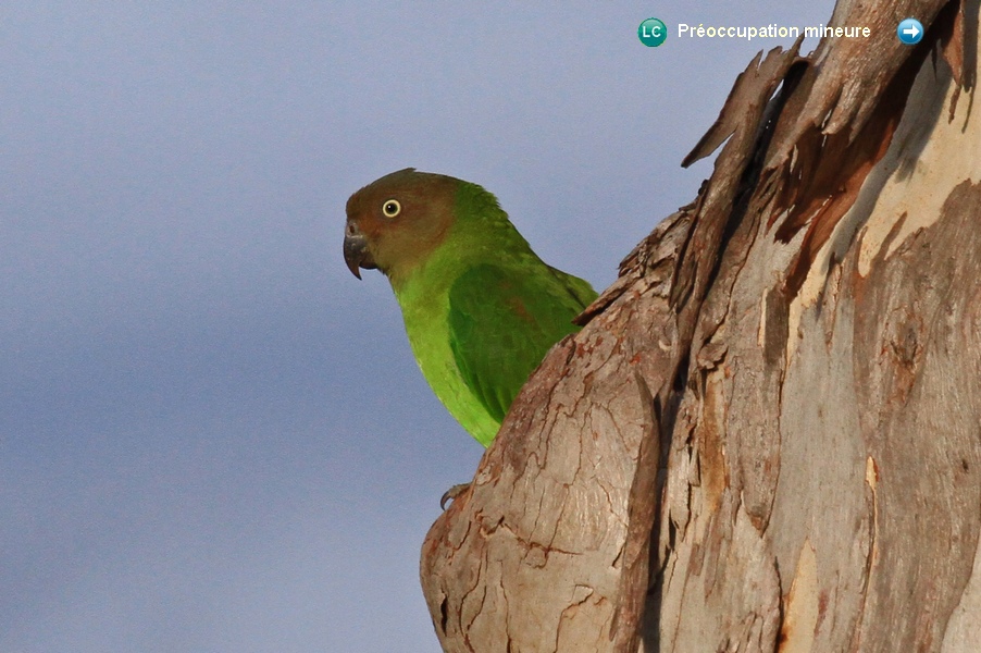 Geoffroyus geoffroyi ♀