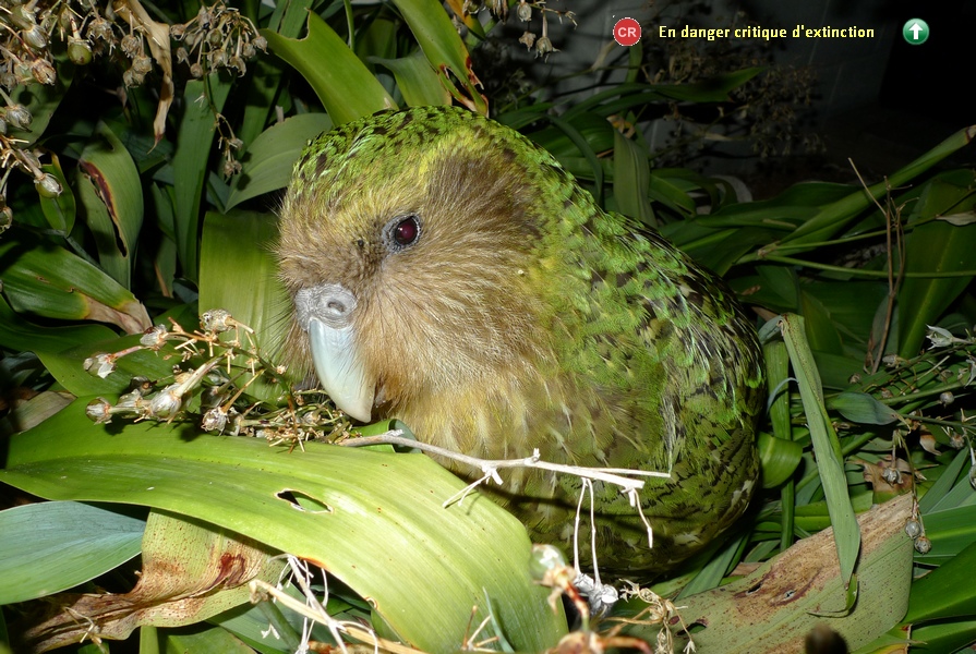 Strigops habroptila