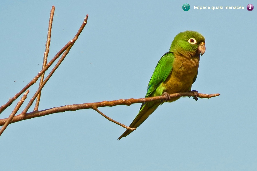 Eupsittula nana