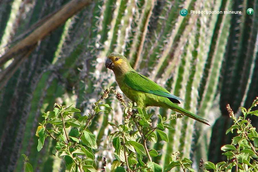 Eupsittula pertinax arubensis