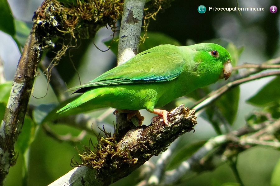 Forpus passerinus ♂