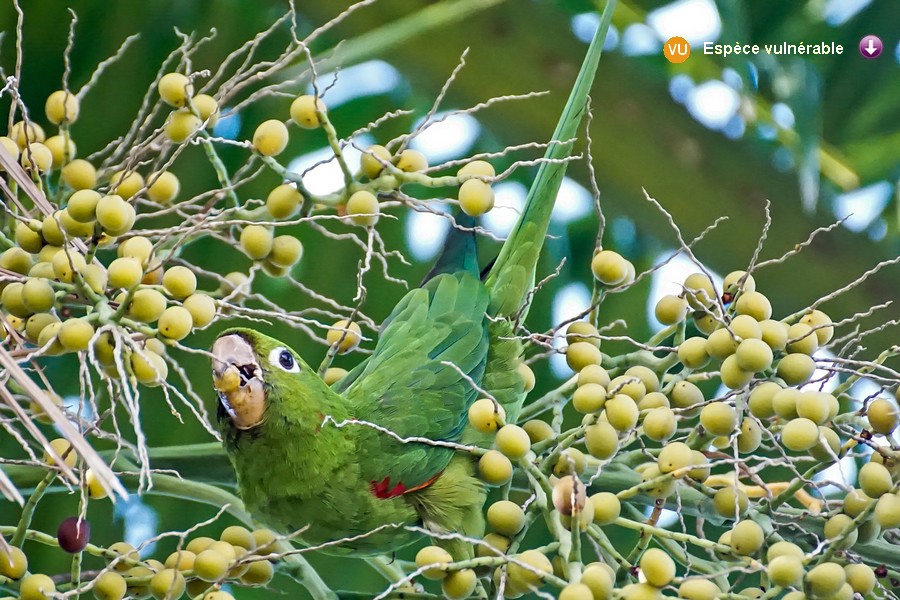 Psittacara chloropterus