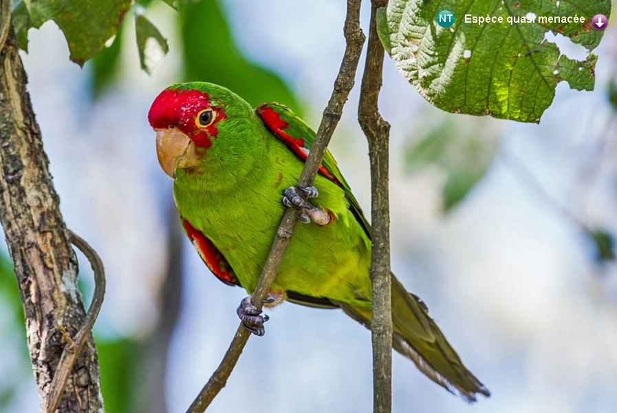 Psittacara erythrogenys