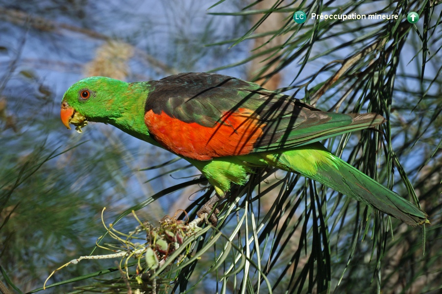 Aprosmictus erythropterus coccineopterus ♂