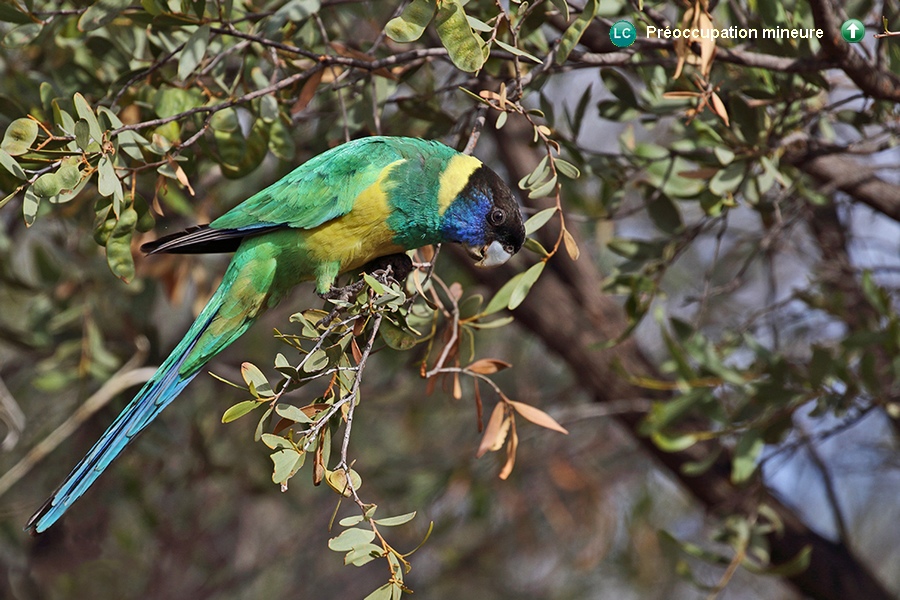 Barnardius zonarius zonarius