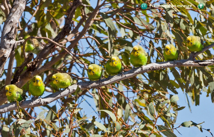 Melopsittacus undulatus