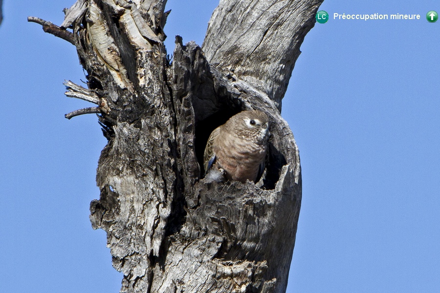 Neopsephotus bourkii ♀