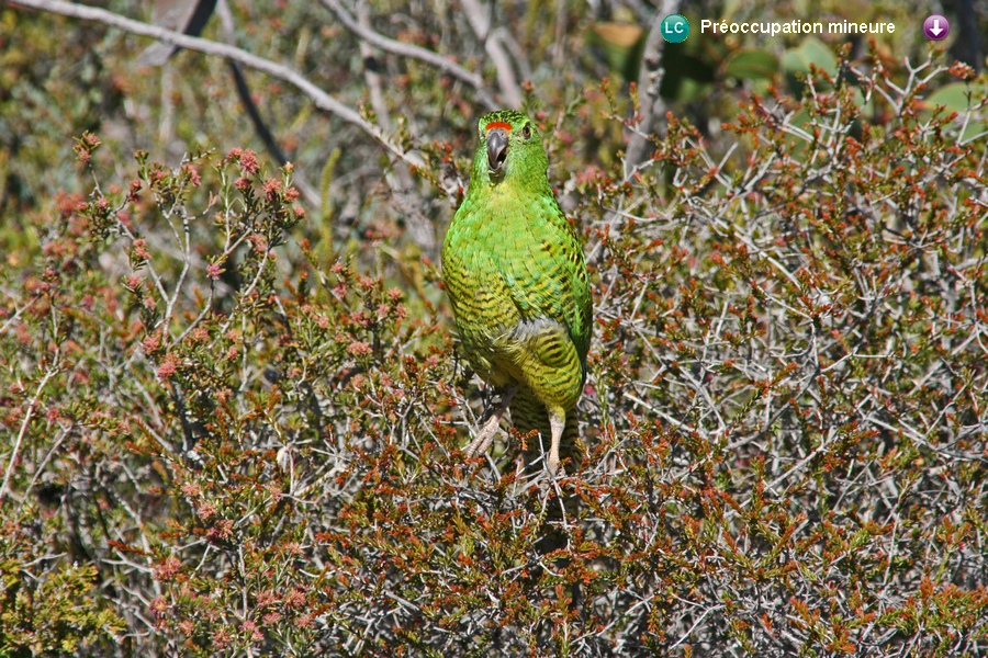 Pezoporus flaviventris