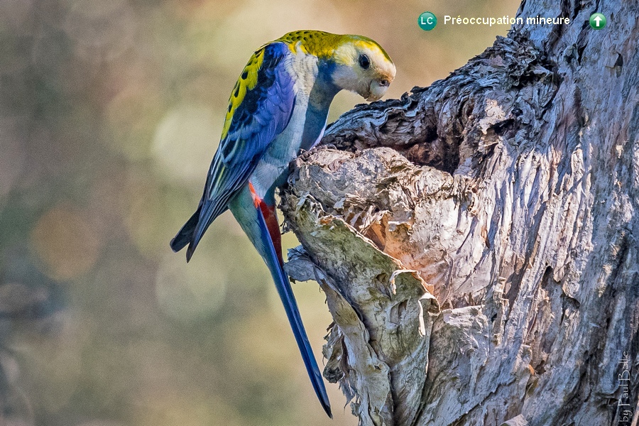 Platycercus adscitus palliceps ♂