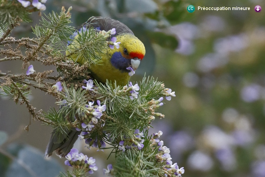 Platycercus caledonicus